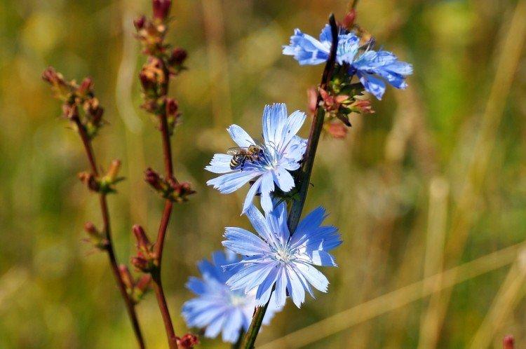 Chicorée - photo