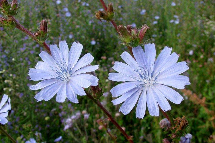 Floraison et récolte