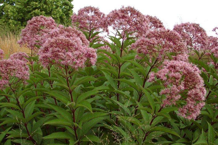 Taille et jarretière