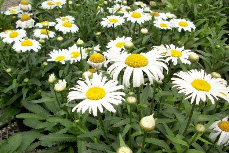 Engrais et alimentation