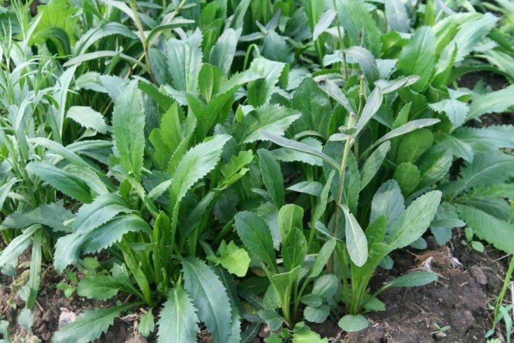 Plantation et sélection