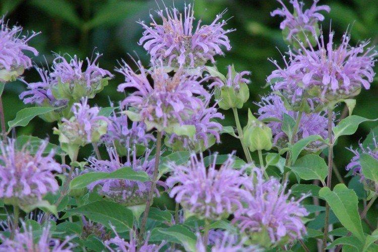 Monarda - photo