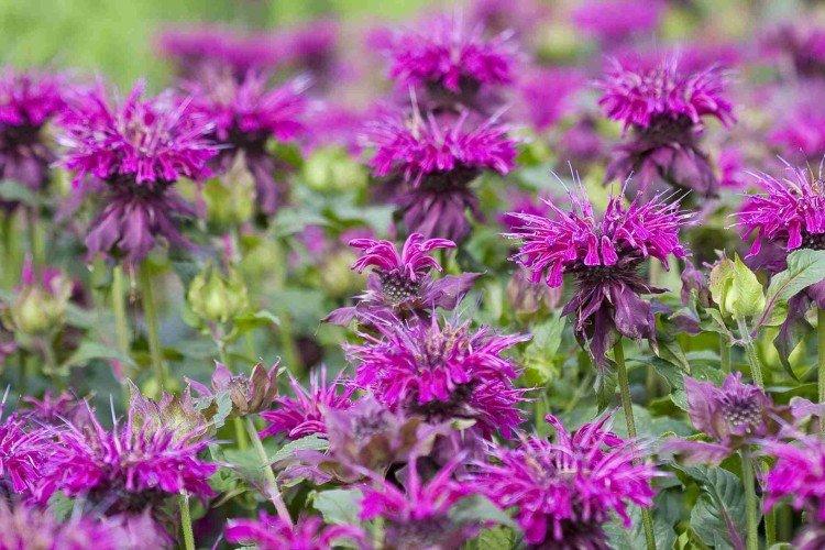 Monarda - photo