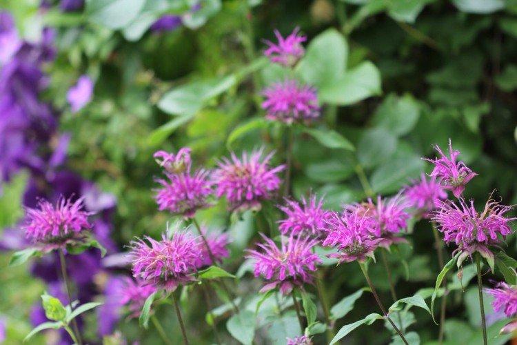 Monarda - photo