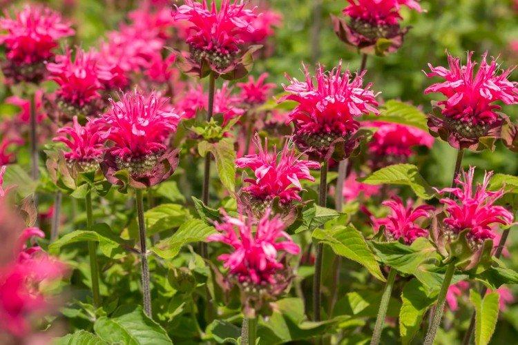 Monarda - photo
