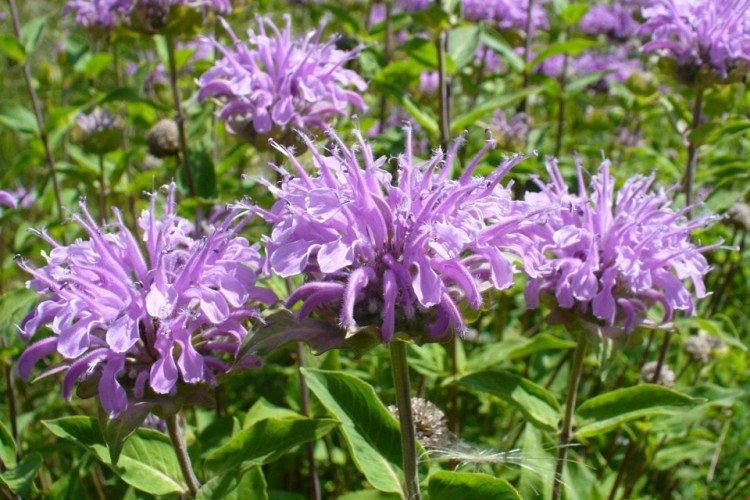 Monarda - photo