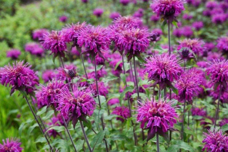 Monarda - photo