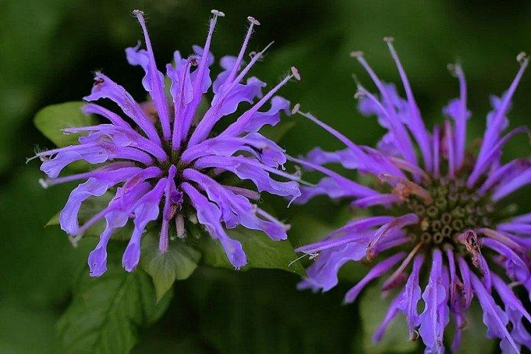 Monarda - photo