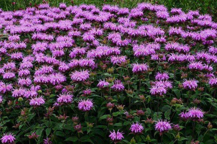 Monarda - photo