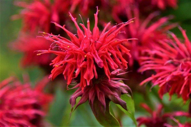Monarda bergamote