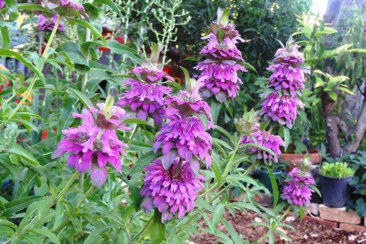 La Monarde de Citrodera