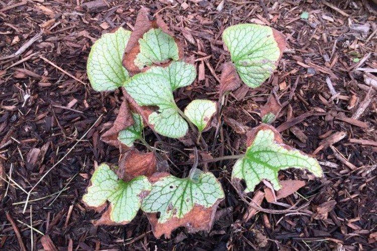 Maladies et ravageurs de Brunner