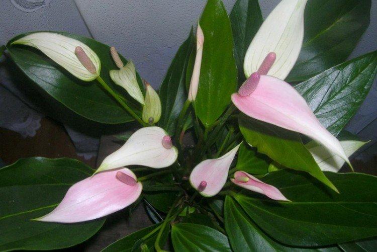 Spathiphyllum