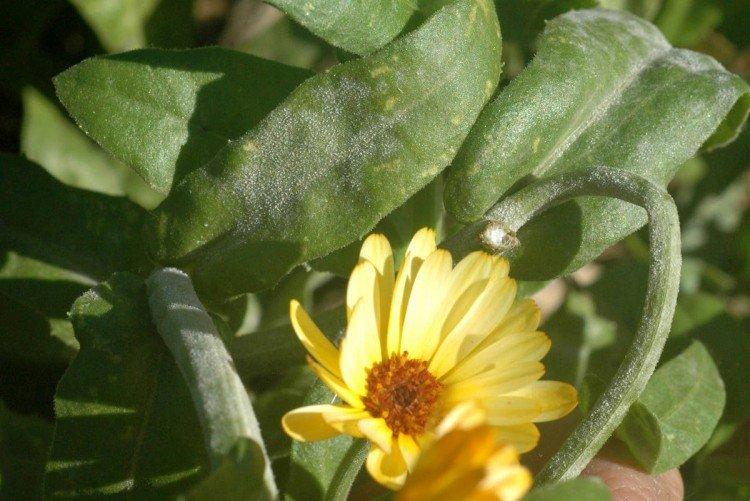 Lutte contre les parasites et les maladies