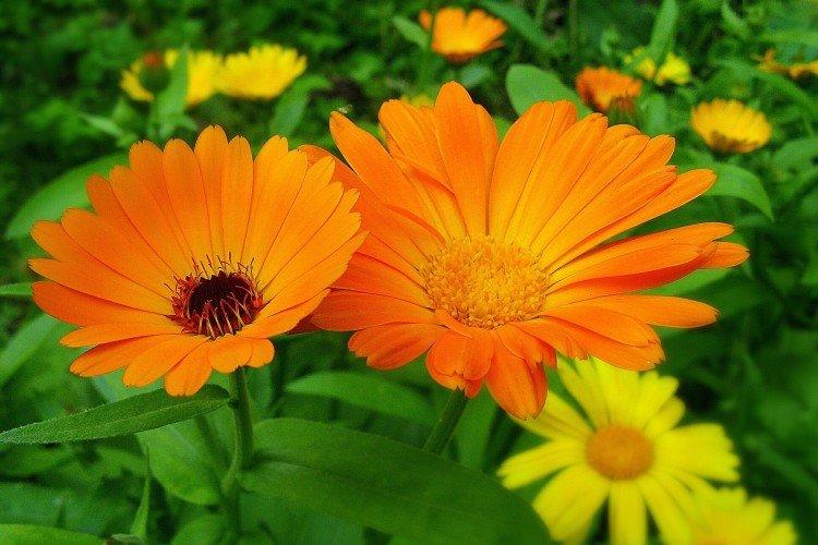 Calendula - photo