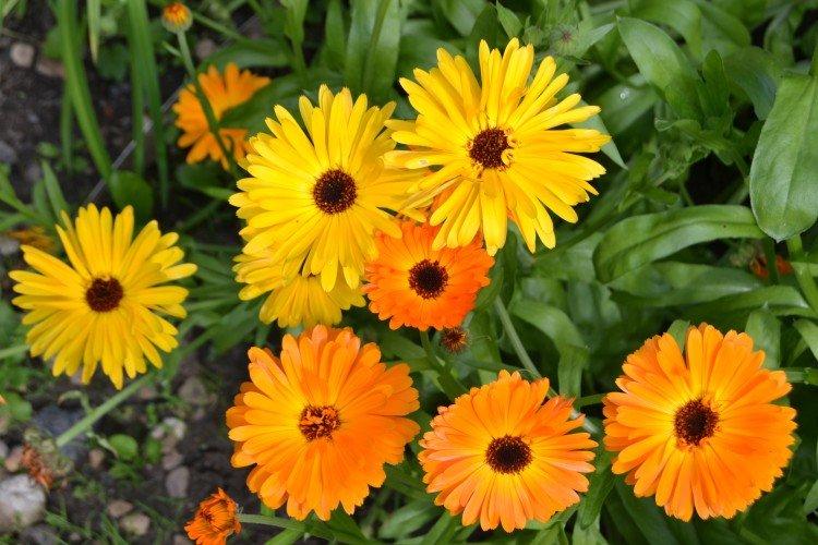 Calendula - photo