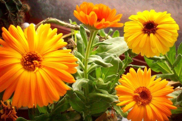 Calendula - photo