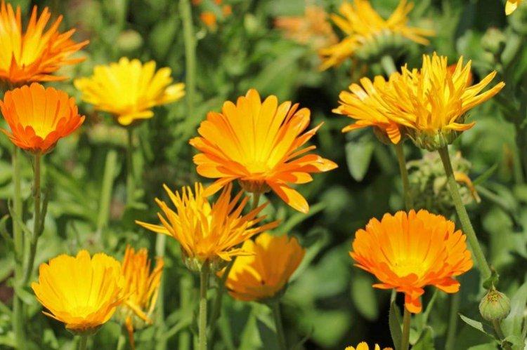 Calendula des champs