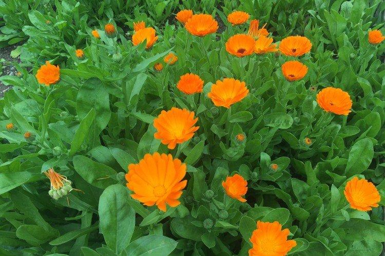 Calendula - photo
