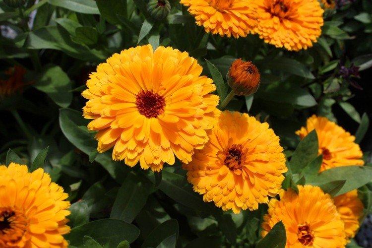 Calendula - photo