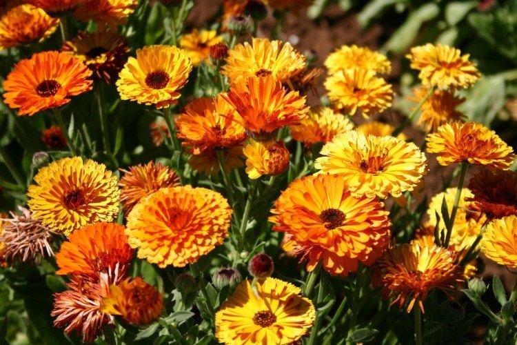 Calendula - photo