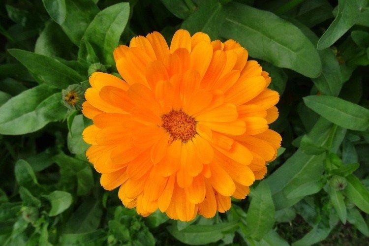 Calendula - photo