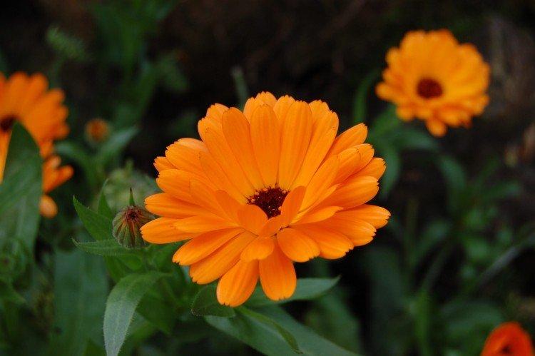 Calendula - photo