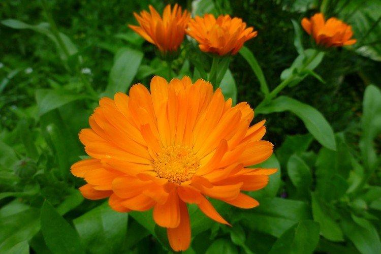 Calendula - photo