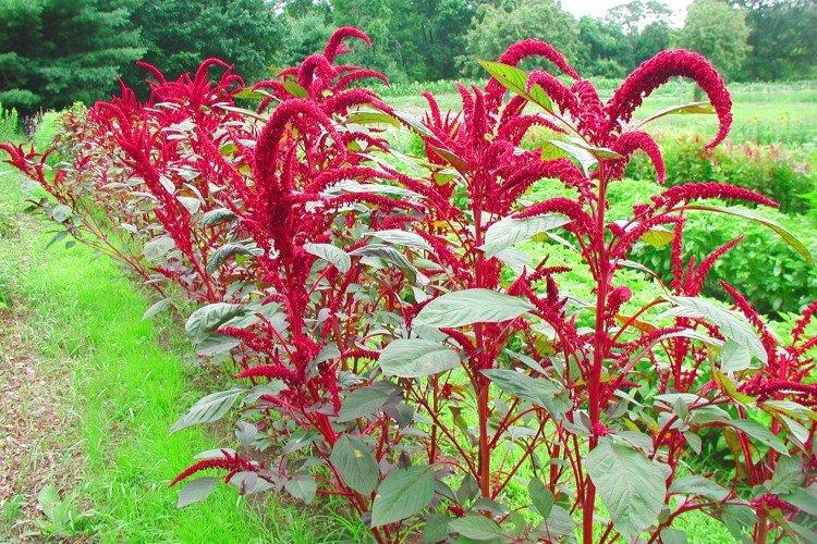 Engrais et alimentation