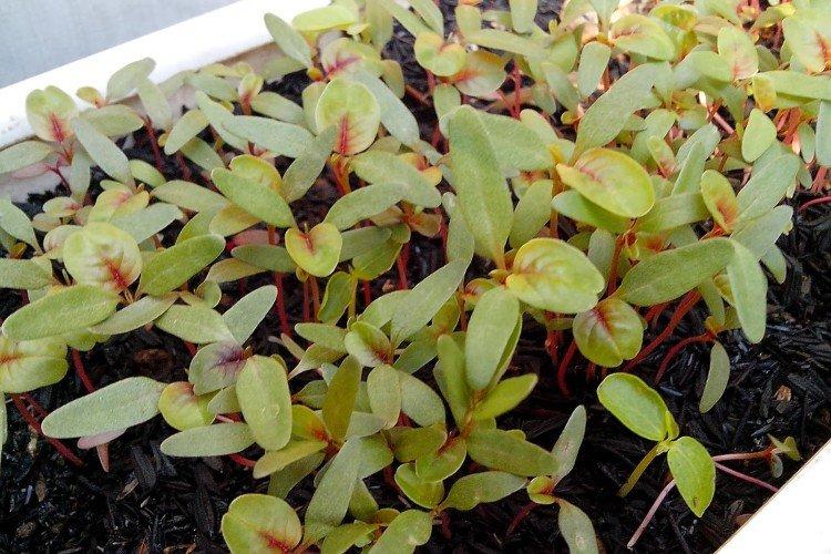 Plantation et sélection