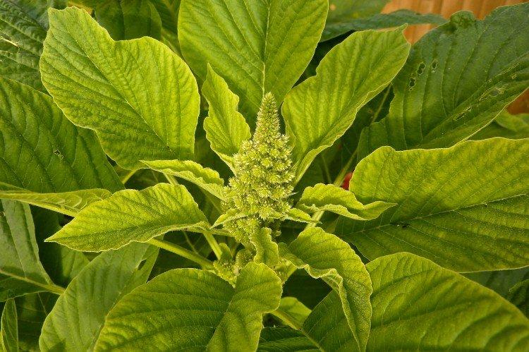 Maladies et ravageurs de l'amarante