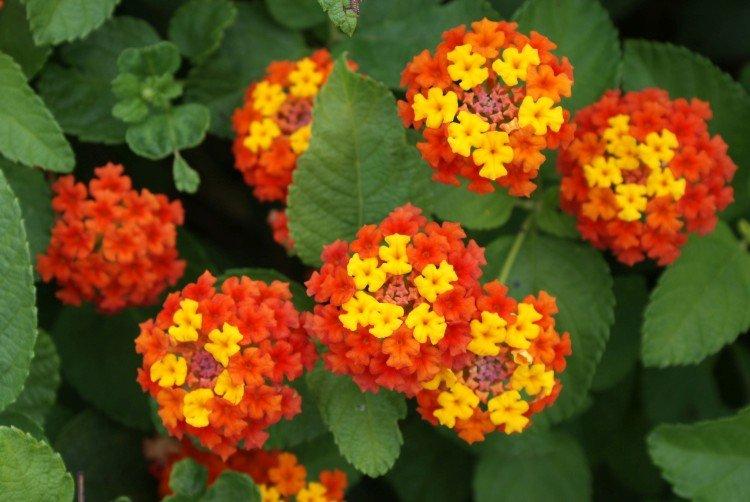 Lantana