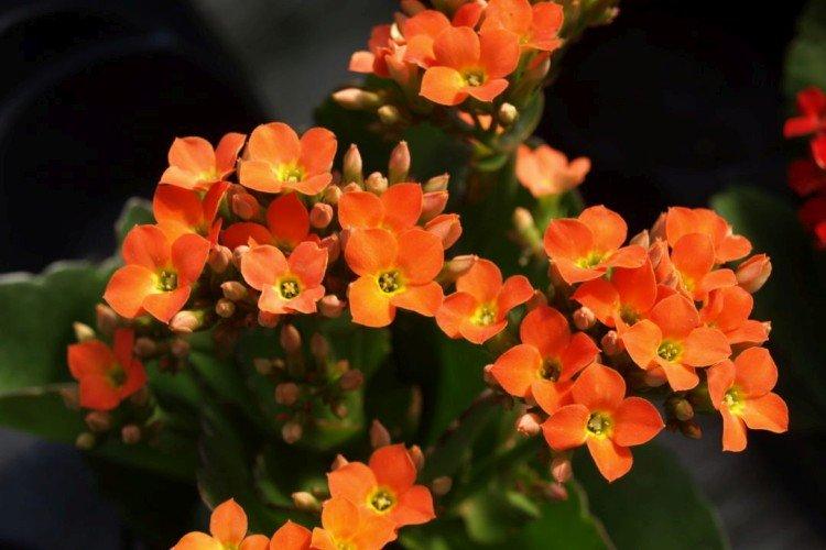 Kalanchoe Blossfeld
