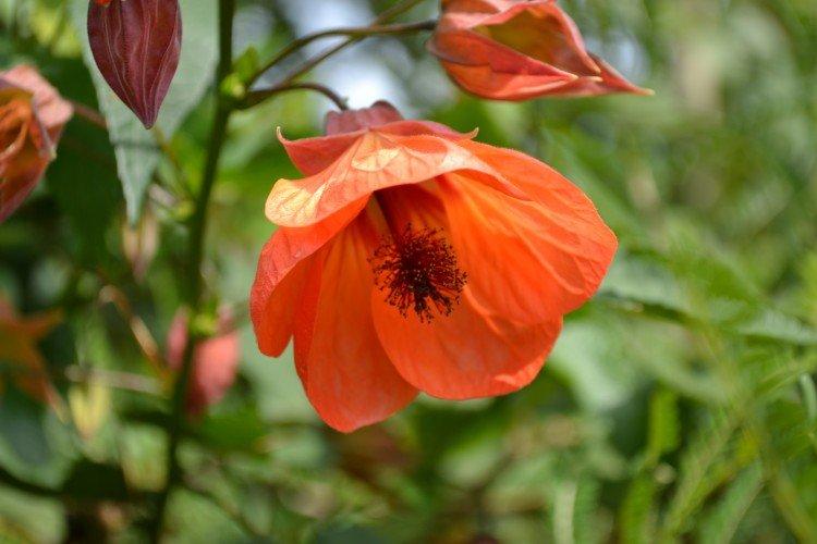 Abutilon