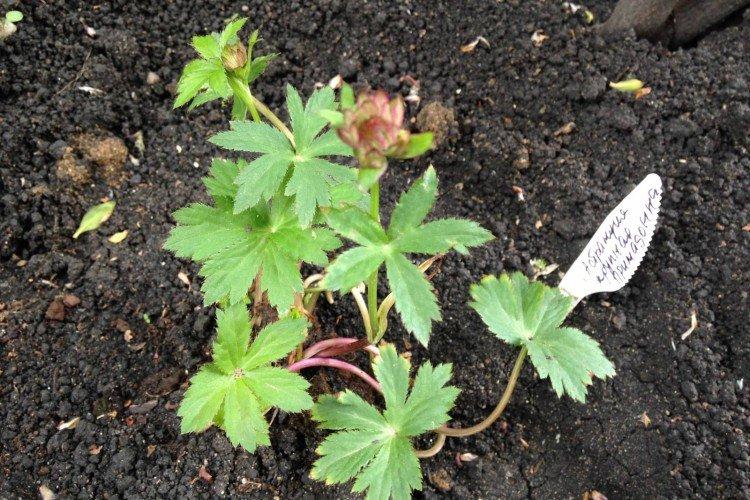 Plantation et sélection