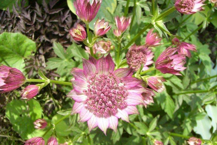 Maladies et ravageurs de l'Astranie