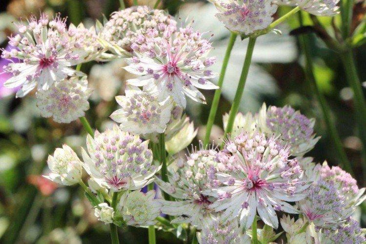 Astrantia - photos