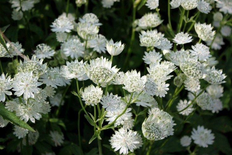 Astrantia - photos
