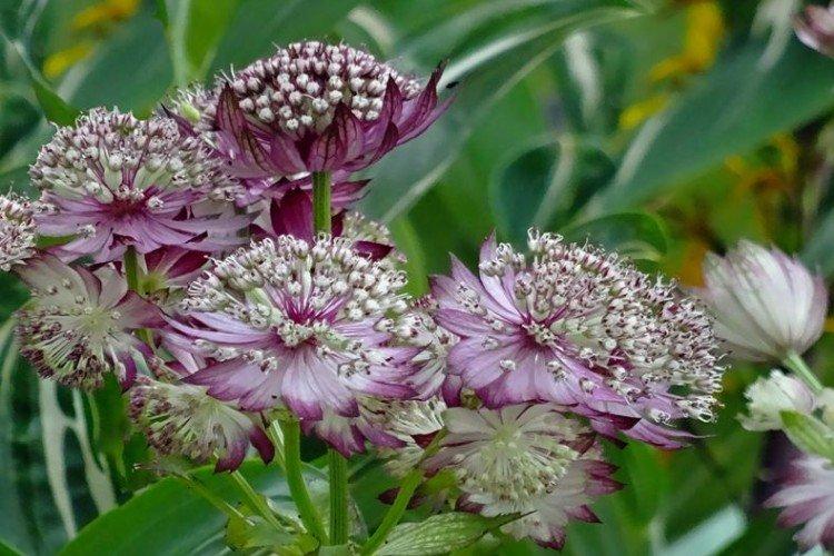 Astrantia - photos