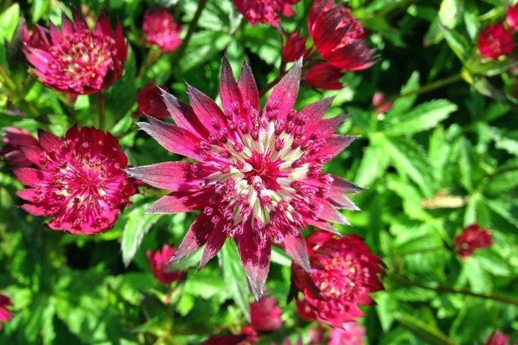 Grand Astrantia