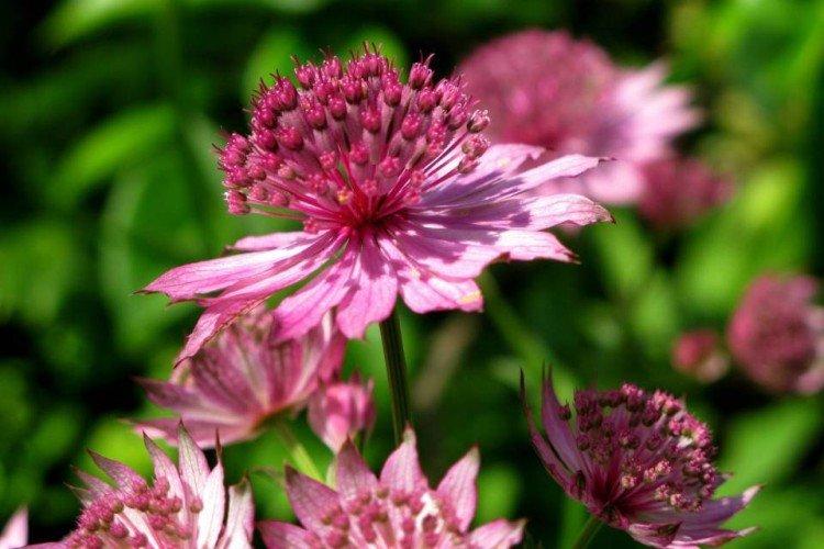 Astrantia - photos