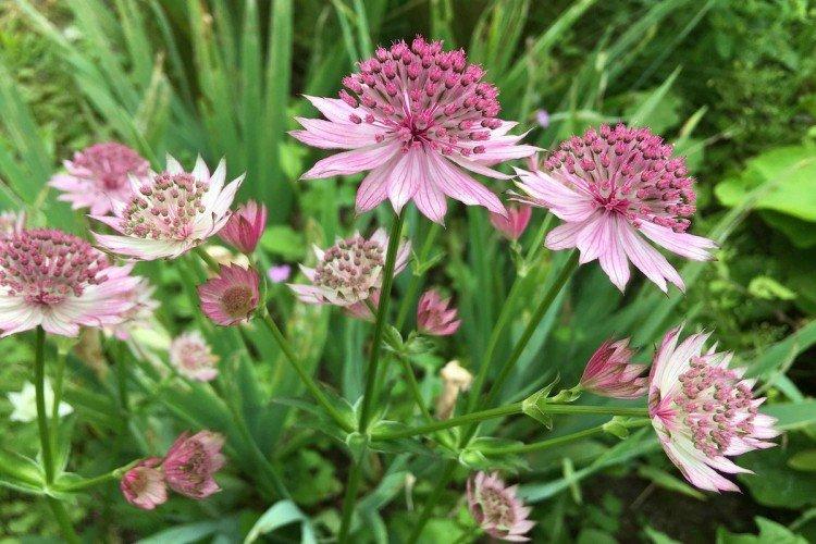 Astrantia - photos