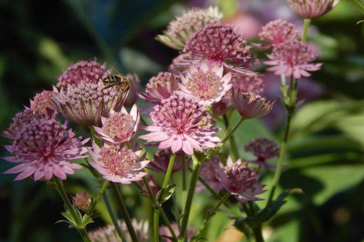 Astrantia - photos