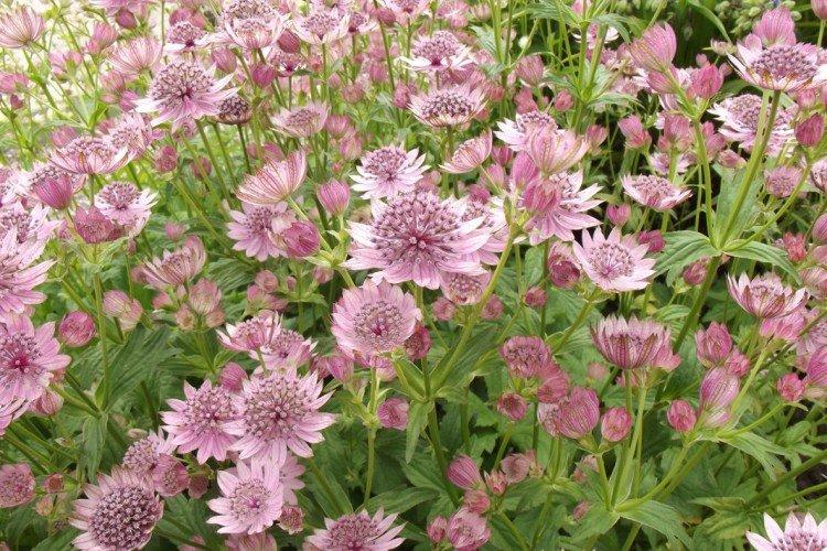 Le plus grand Astrantia