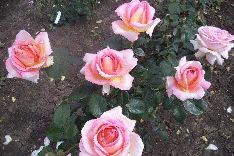 Plantation et sélection