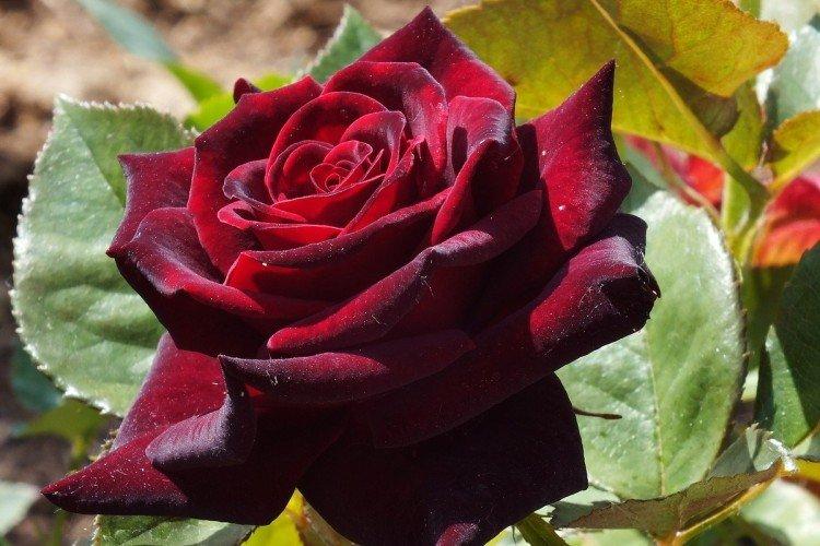 Roses de thé hybrides - photo