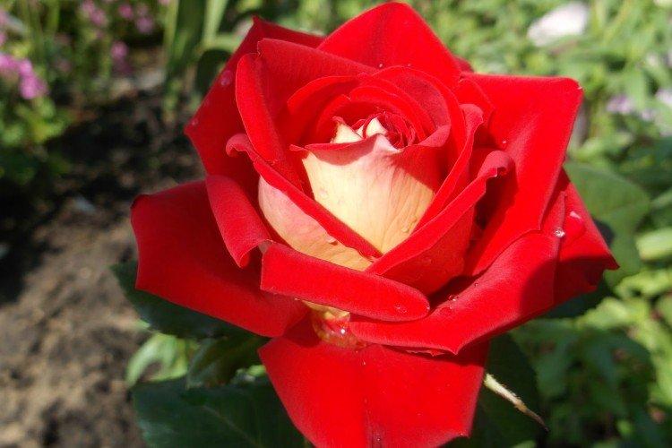 Roses de thé hybrides - photo