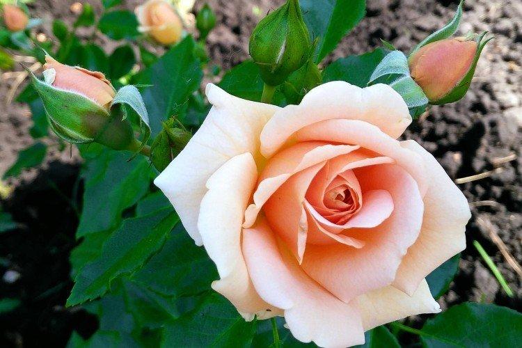 Roses de thé hybrides - photo