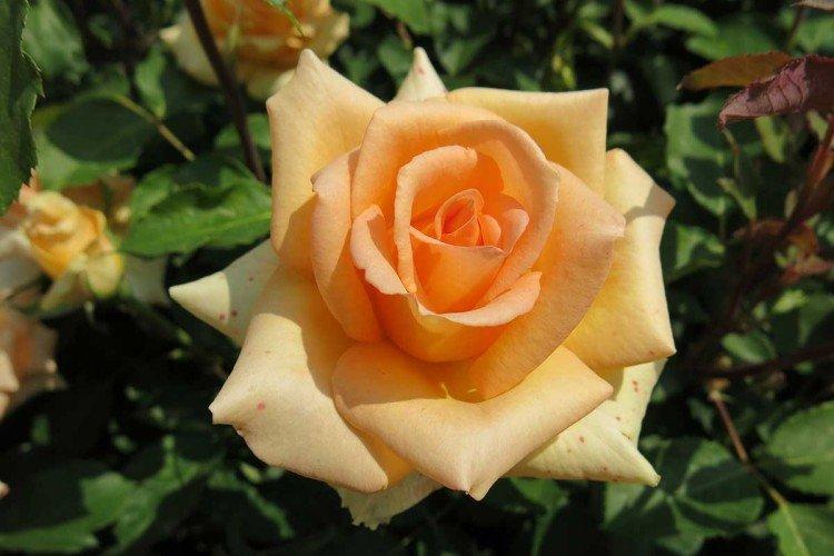 Roses de thé hybrides - photo