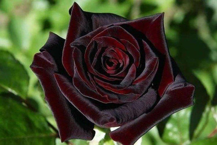 Roses de thé hybrides - photo